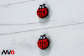 ladybug_arv1.png